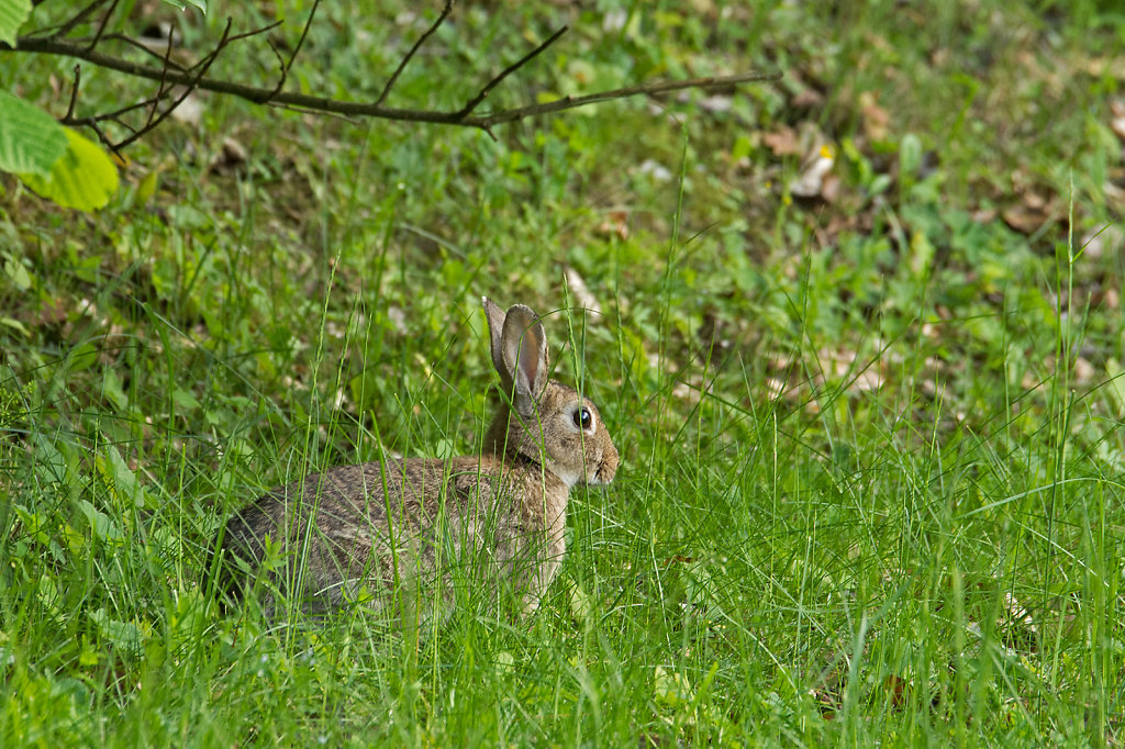 Kaninchen am Katharinenberg