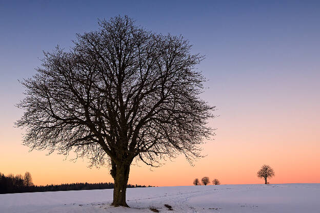Einsamer Baum