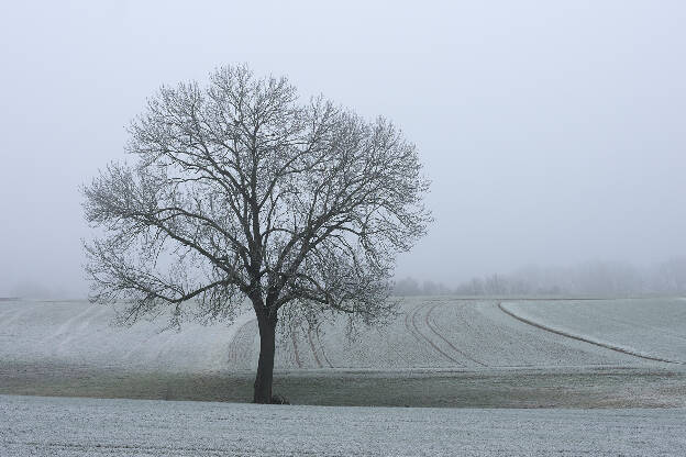 Nebel