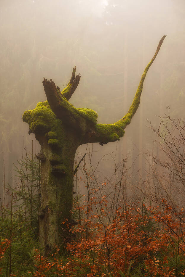 Waldstein