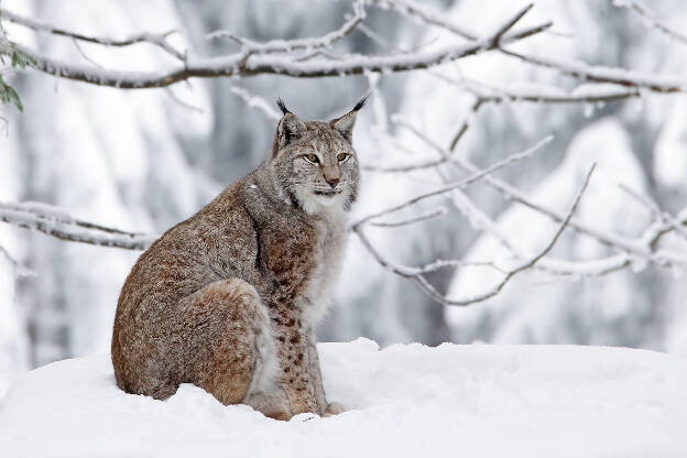 Winter im Wildpark