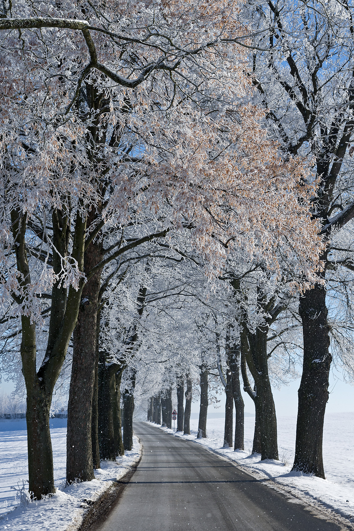 Allee bei Marktredwitz