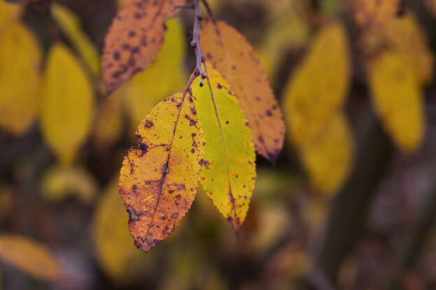Herbstfarben